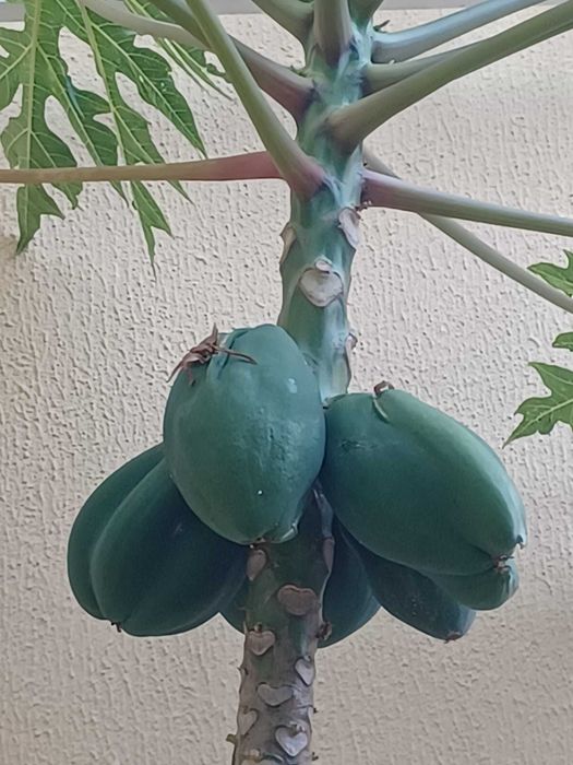 Bananeiras envasadas