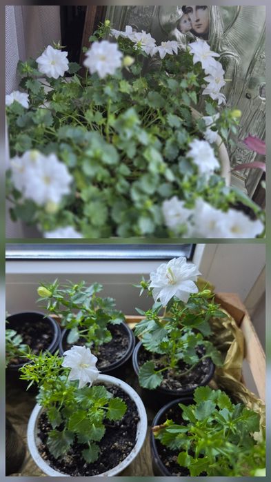 Пропоную саджанці кампанули Dublin White (махрова)