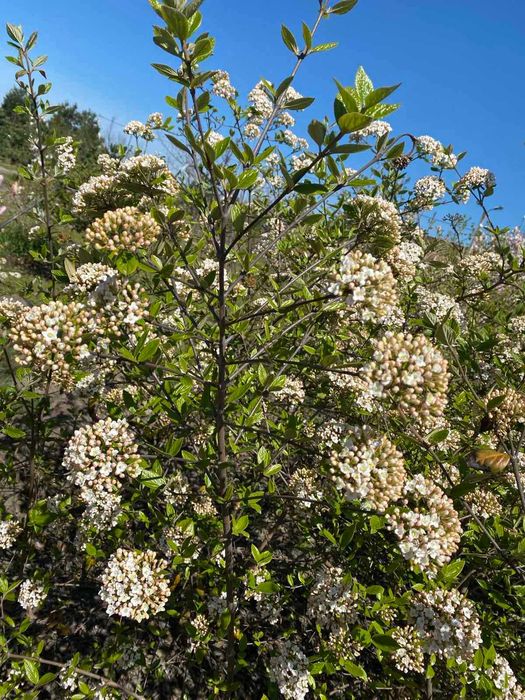 Барбарис, вейгела, пухироплідник, дерен, гібіскус, калина, бузок