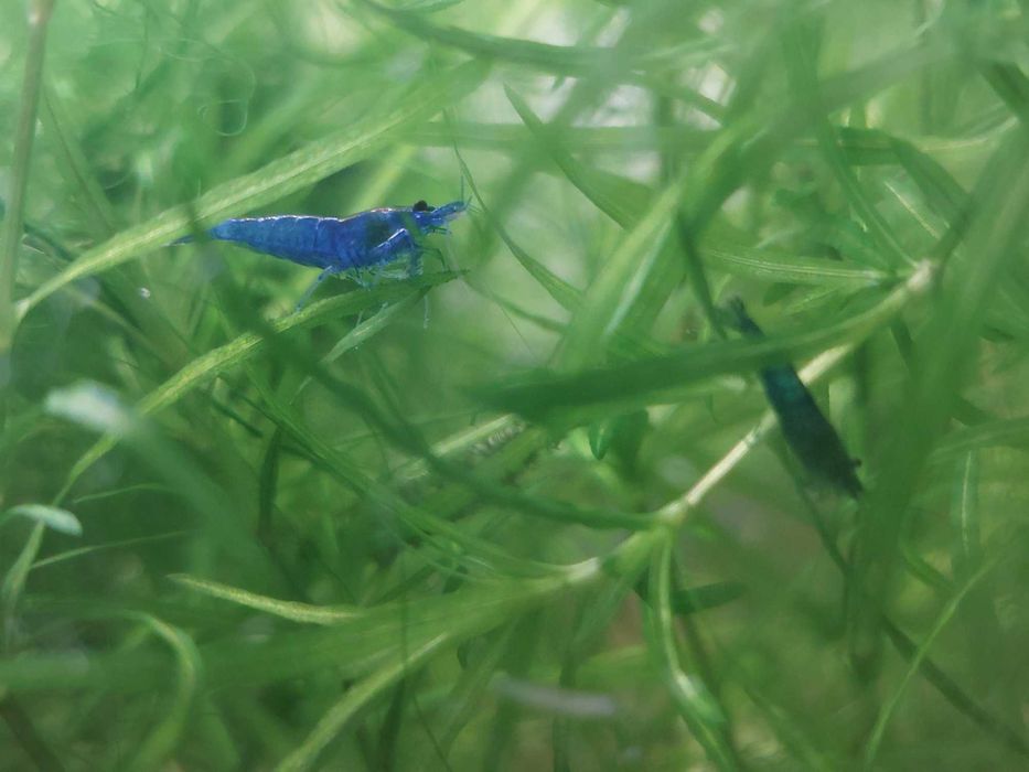 Krewetki blue velvet 5szt