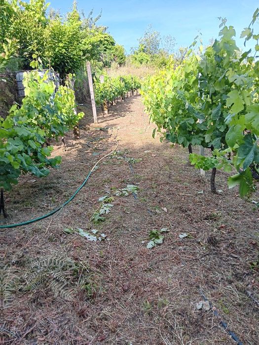 Terreno Agrícola com Vinha e Árvores de Fruto