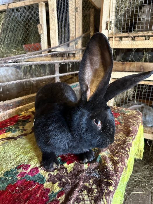 Продам бельгійського велетня вік 6місяців ,300грн кг