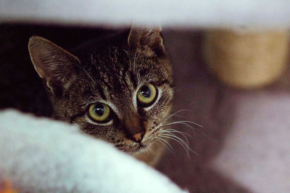 Grafit kot do spokojnego i cierpliwego domu do adopcji ze schroniska