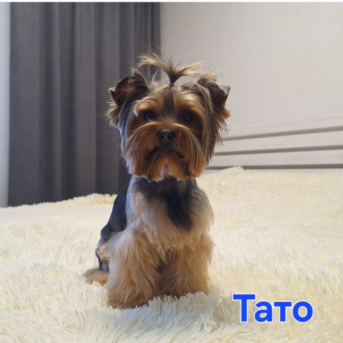 Йорчики малюки. Чикають)