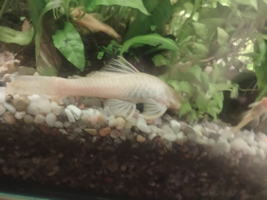 Glonojady albinosy Młode/Dorosłe