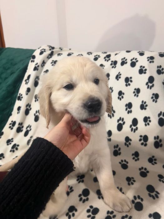 Golden Retriever FCI ZKwP szczeniak