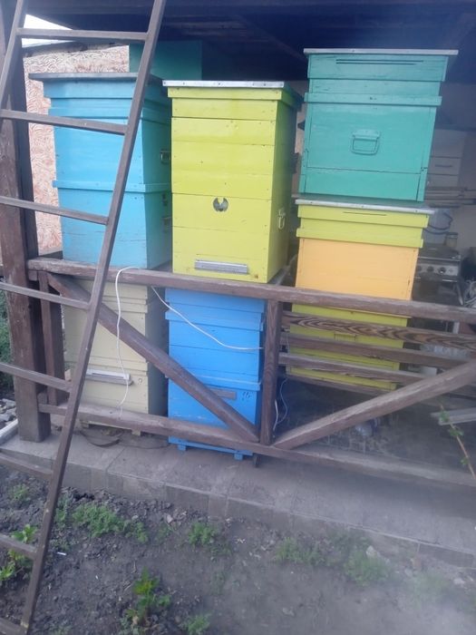 Пасека .пчоли .улья