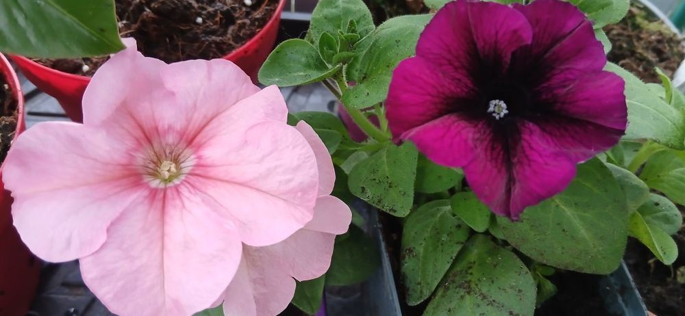 Surfinia Petunia supertunia tanie sadzonki w doniczce na balkon taras
