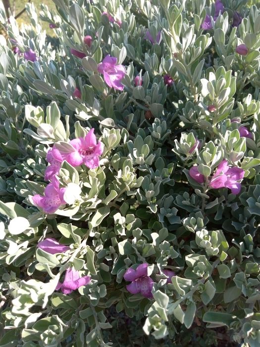 Леукофиллум кустарниковый