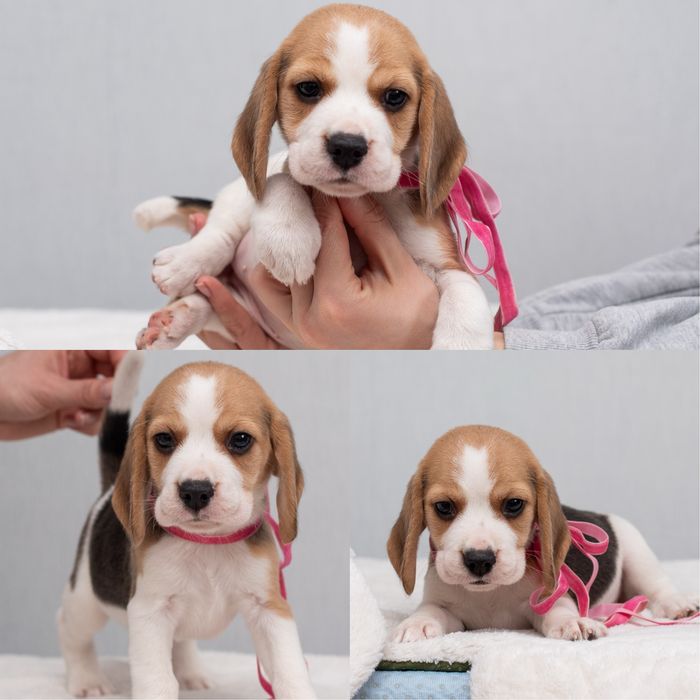 Цуценята бігля, відкрито бронювання