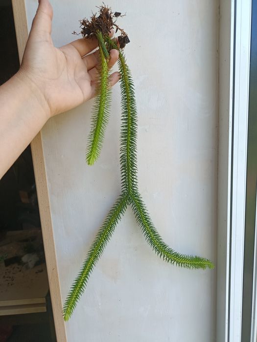 Хуперзія Hupersia ( Licopodium) squarosa
