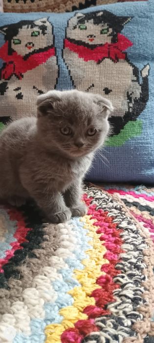 шотландські котики висловухі