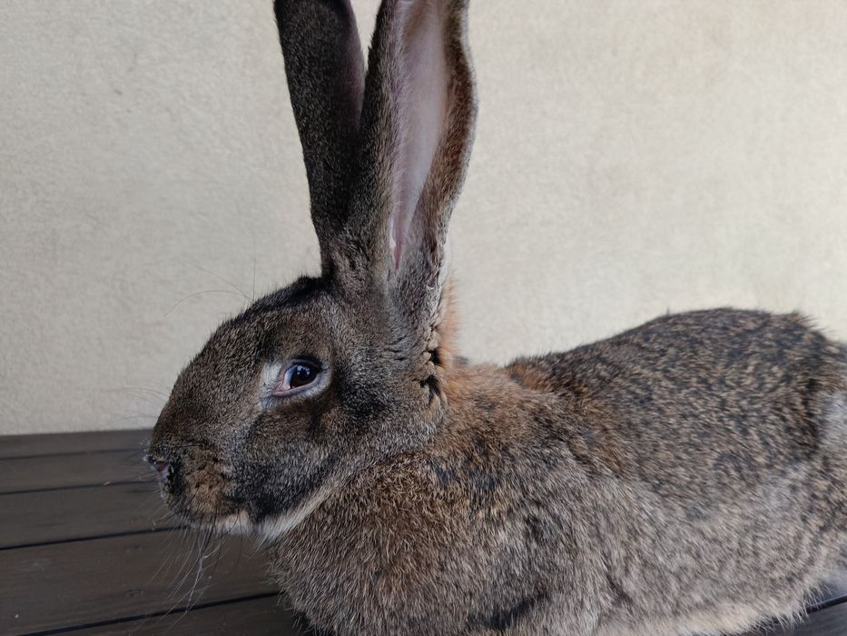 Olbrzym Belgijski (Samica)