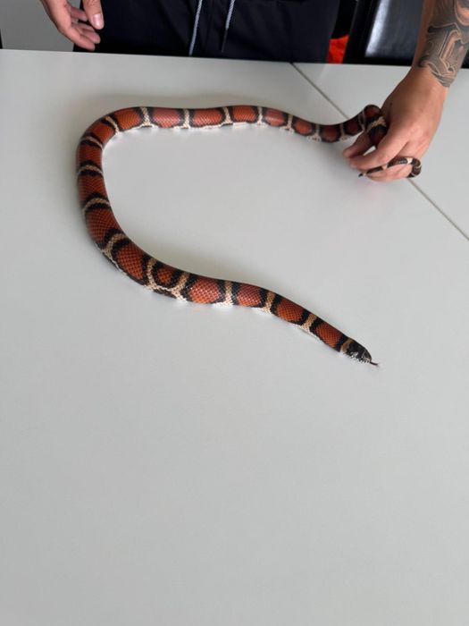 Lampropeltis wąż Lancetogłów mleczny 2022