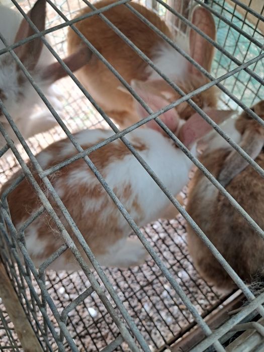Vendo coelhos para consumo