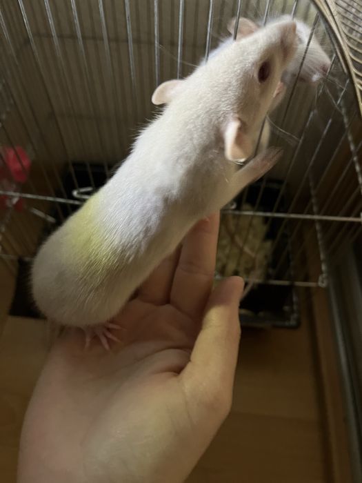 СРОЧНО! Декоративные крыски в хорошие руки