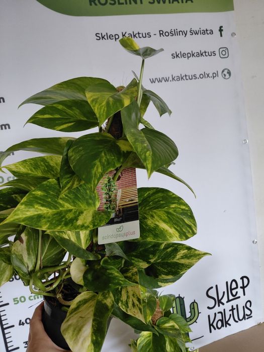 Epipremnum Mosstok Scindapsus na paliku. 60cm - WYSYŁKA
