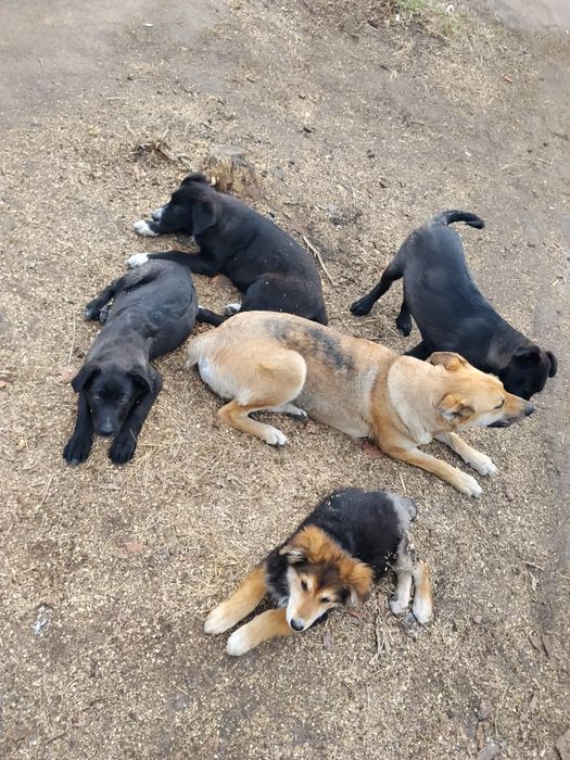 Віддам в добрі руки