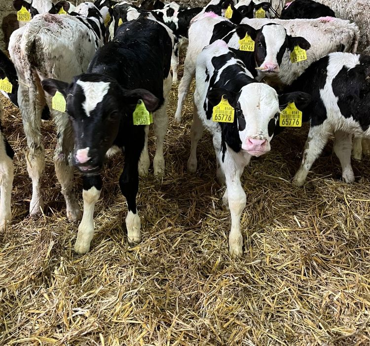 Jałówki 30 sztuk 2 miesieczne