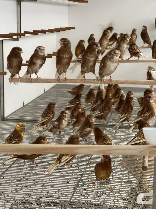 Canários Phaeo Branco ou Amarelo