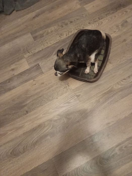 Ласковая чишечка