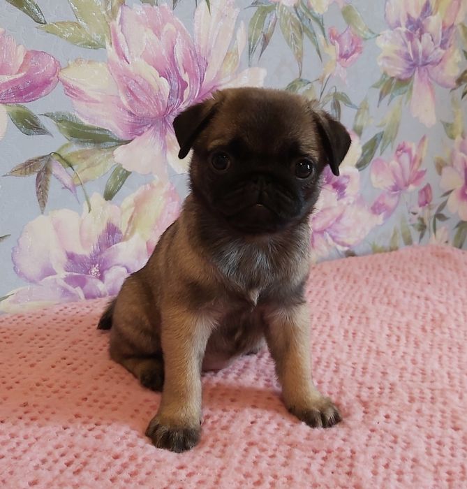 Мопсята  девочки