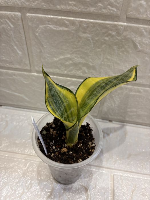 Сансевієріі  Голден банкр, Блек голд вузьколистний,Аубрутіана Драгон