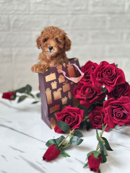 Коричневі красуні мальтипу