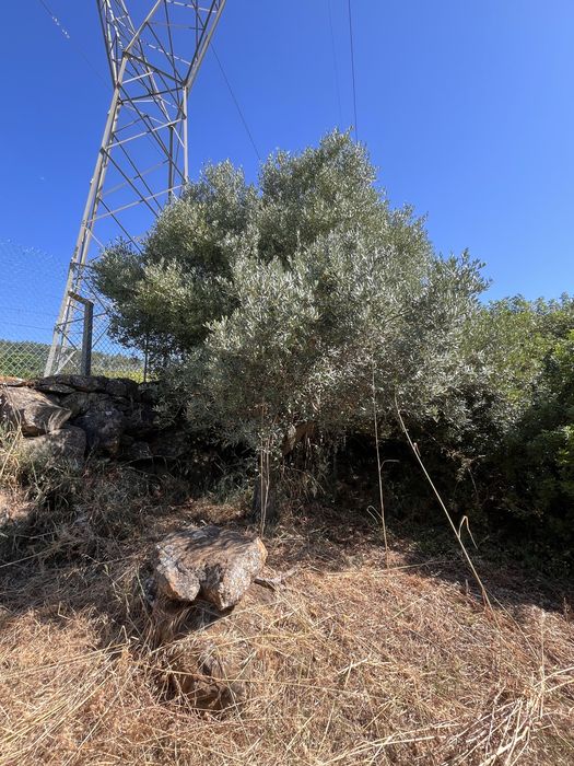 Oliveiras para venda, algumas centebárias