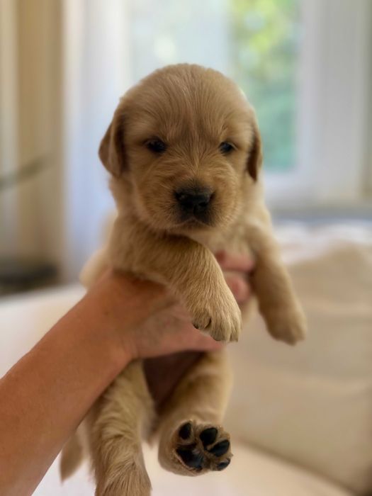 Golden Retriever- linia amerykańska ZKwP FCI