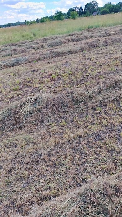 Продам сіно в тюках (різнотрав'я) 2026 року