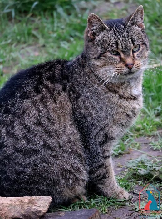 Dorcia 401/23 - SZUKA DOMU!