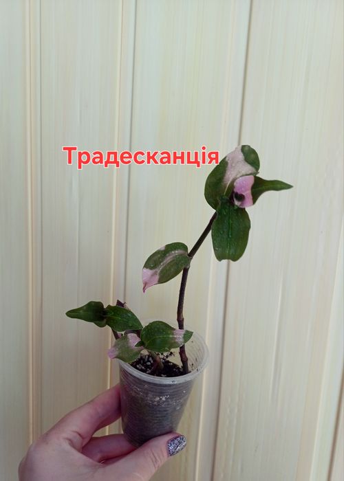 Традесканція- корисна і гарна рослина