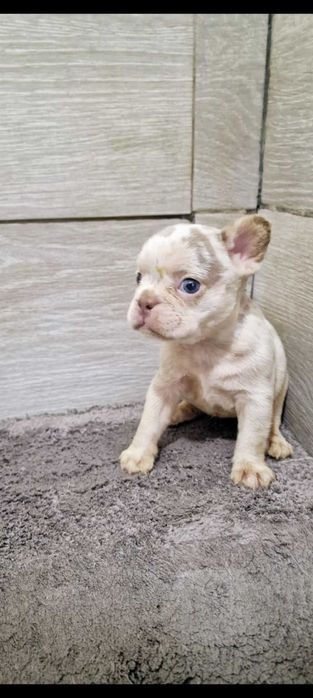 Bulldog francês Fêmea isabella Merle