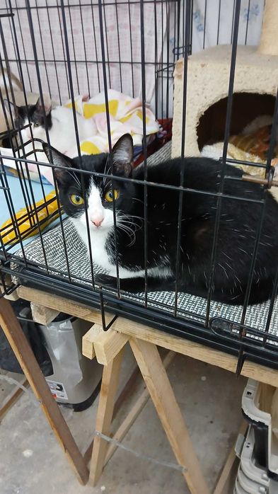 Gata gatinha para adoção consciente