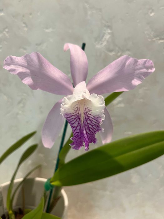 Каттлеи орхидеи  mossiae  schroederae