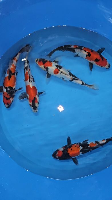 Carpas Koi - Doitsu Showa