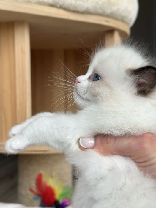 Kocurek ragdoll hodowlano wystawowy FPL