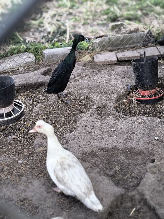 Kaczuszki piżmowe   65 zł