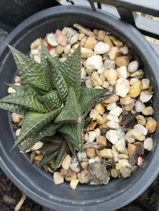 Vasos Improváveis com plantas alusivas pt. 2