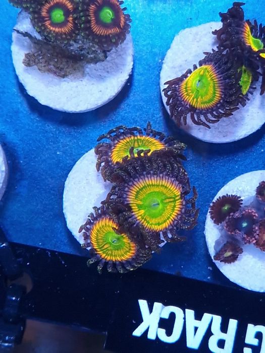 Corais agua salgada Frags de zoas