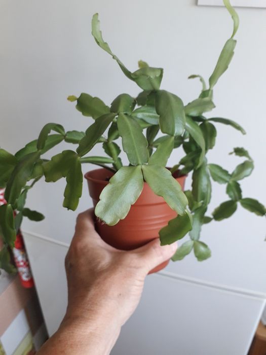 Цветы для дома и для офиса.