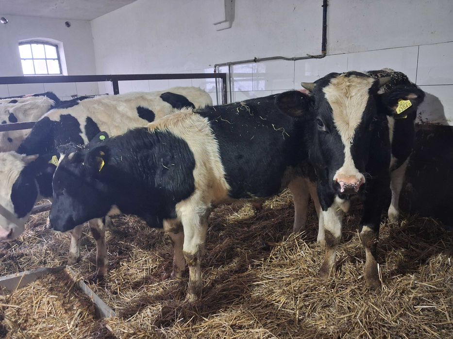 byczki opasy odsadki ncb