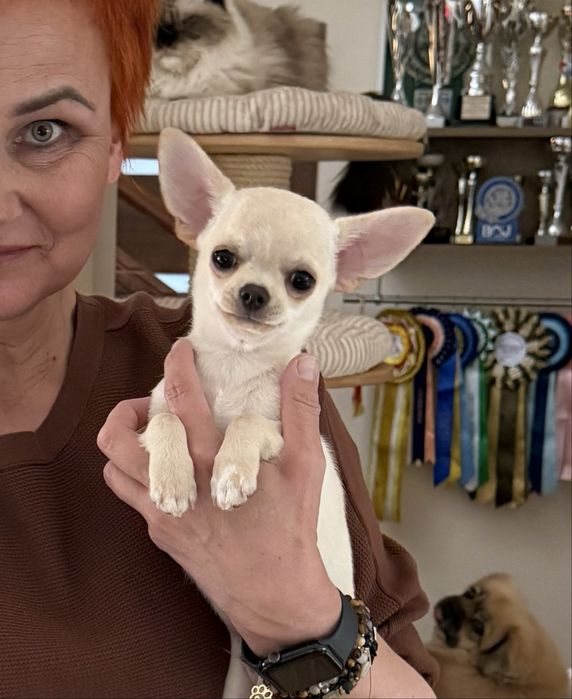 Chihuahua - śliczny kremowy krótkowłosy piesek  FCI