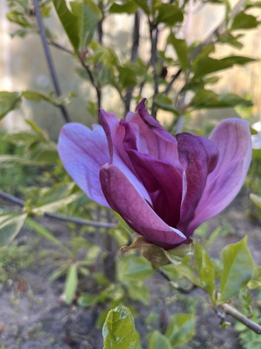 Магноліі щеплені в контейнері, цвітуть у 2 ращи швидше