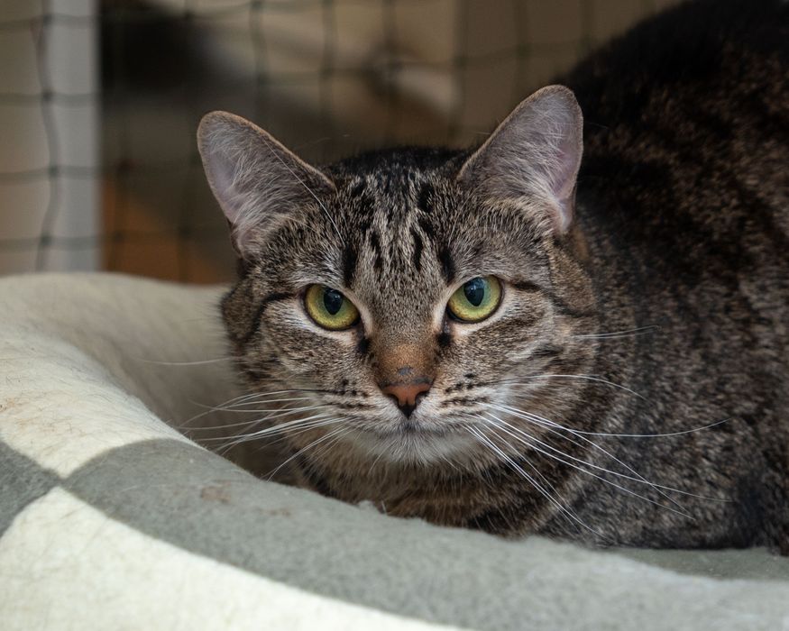 Melisa – delikatna kotka, która marzy o spokojnym domu