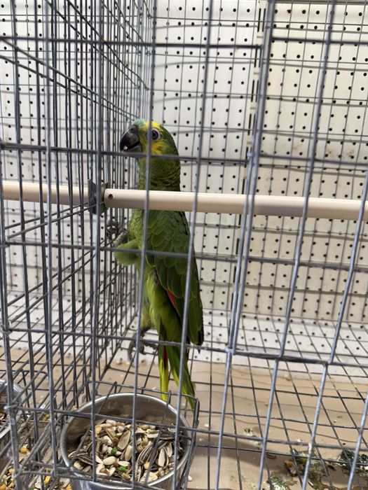 Papagaios novos muito meigos