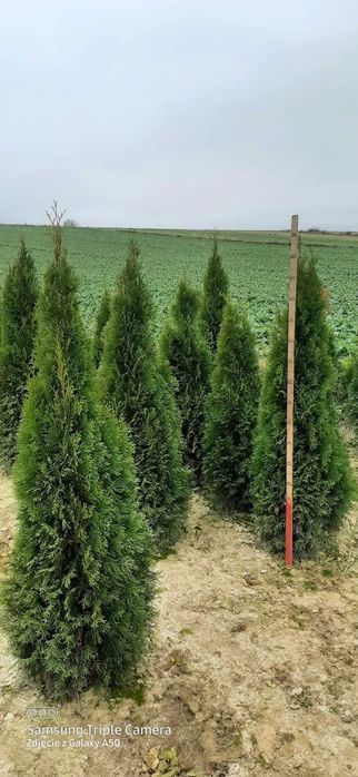 Tuje 160-180cm   25zł