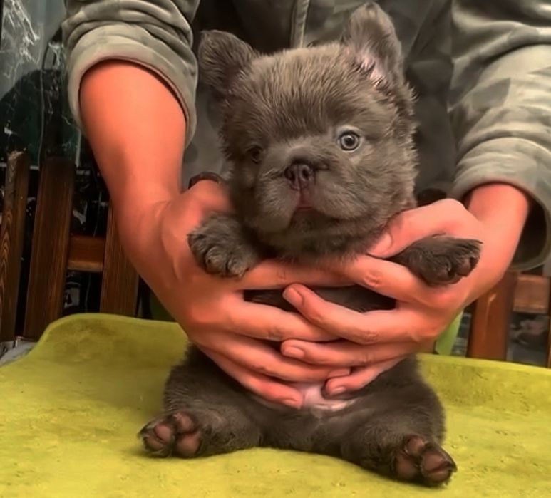 супер красуня, французька