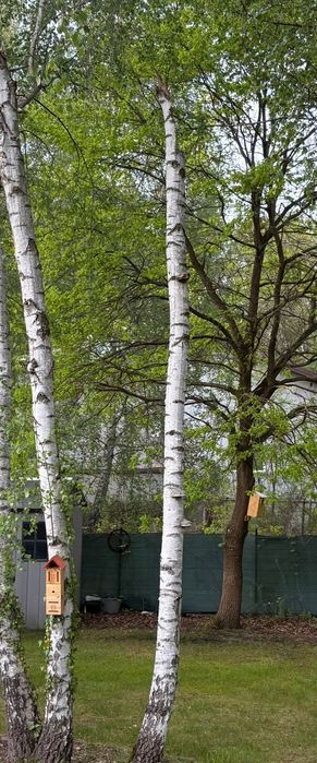 Oddam drewno brzozę za wycinkę jej